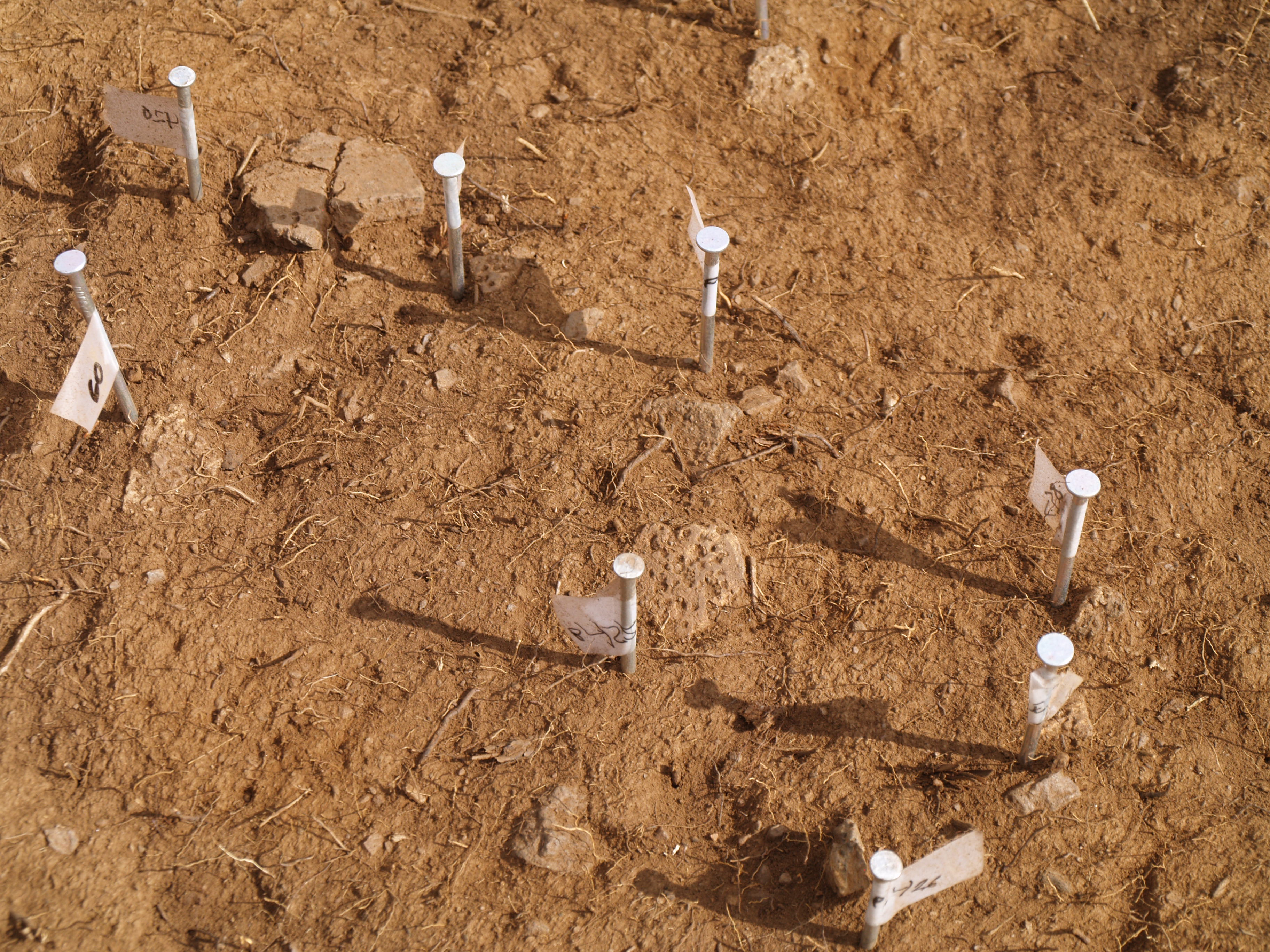 Cerámica Camapniforme