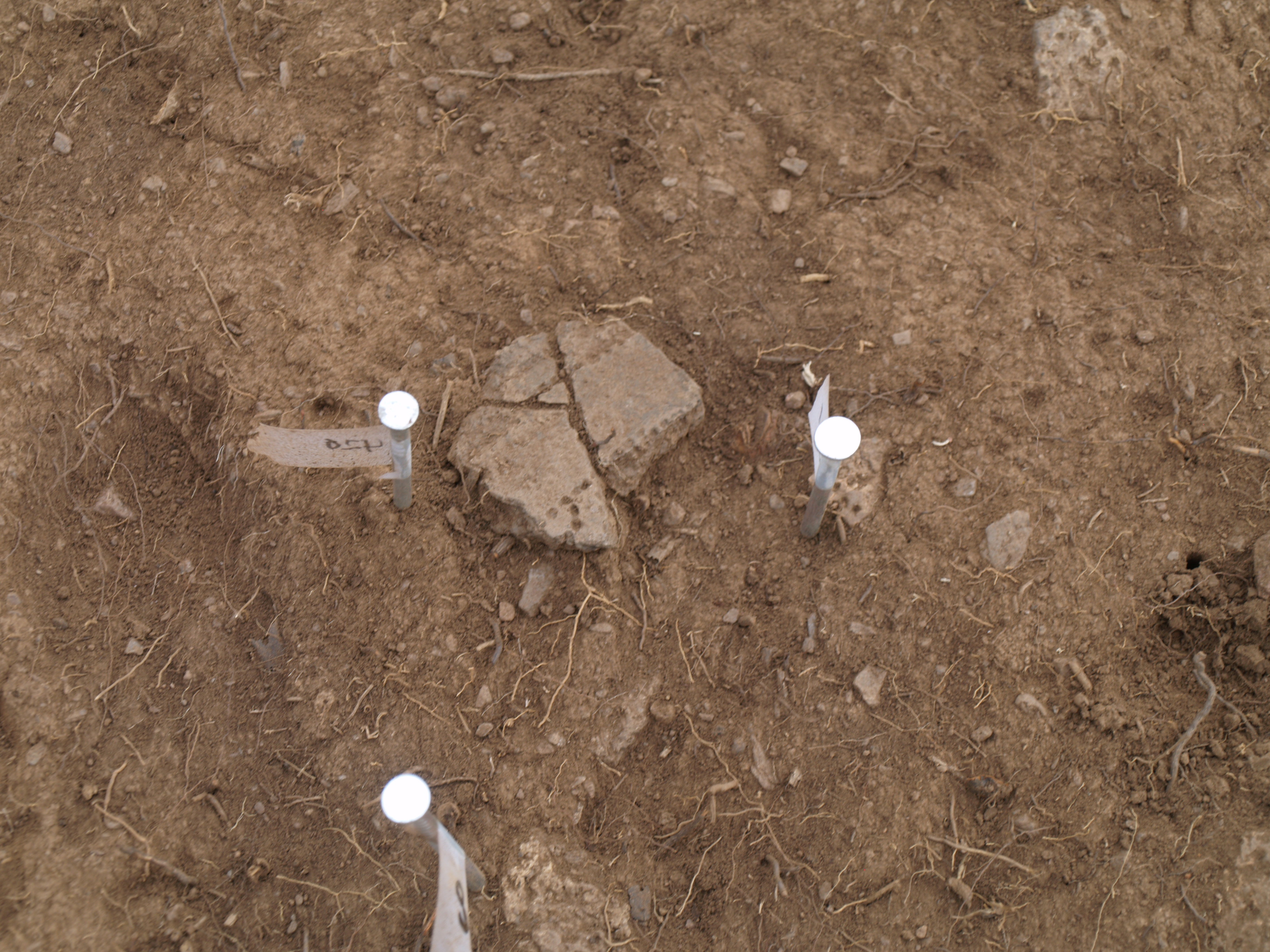 Campaniforme de Cerceda